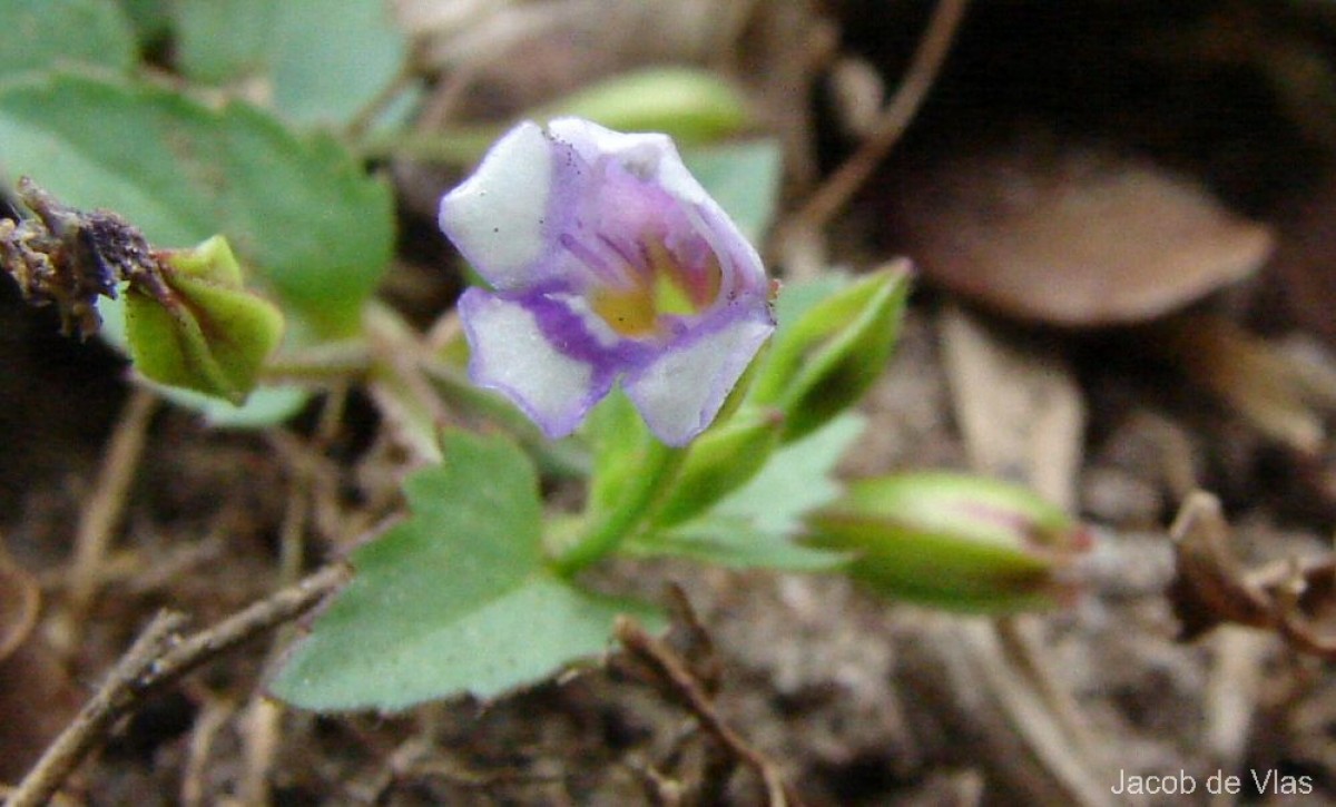 Torenia crustacea (L.) Cham. & Schltdl.